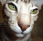 Аватара пользователя